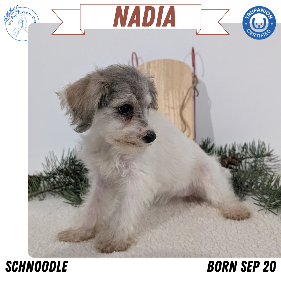 SCHNOODLE (09/20) FEMALE