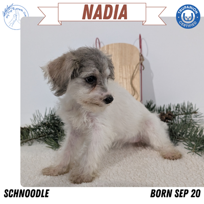 SCHNOODLE (09/20) FEMALE