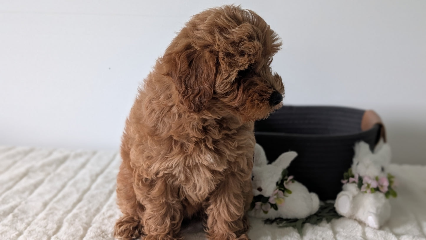 MINI GOLDENDOODLE (MAR 13) FEMALES