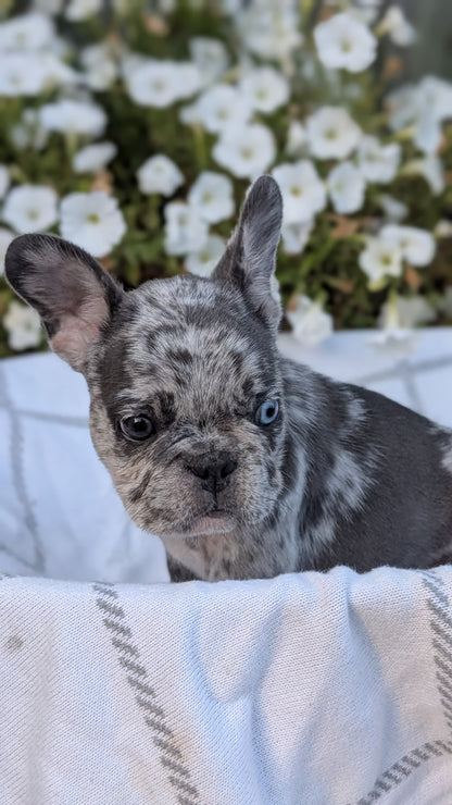 FRENCH BULLDOG (07/15) MALE