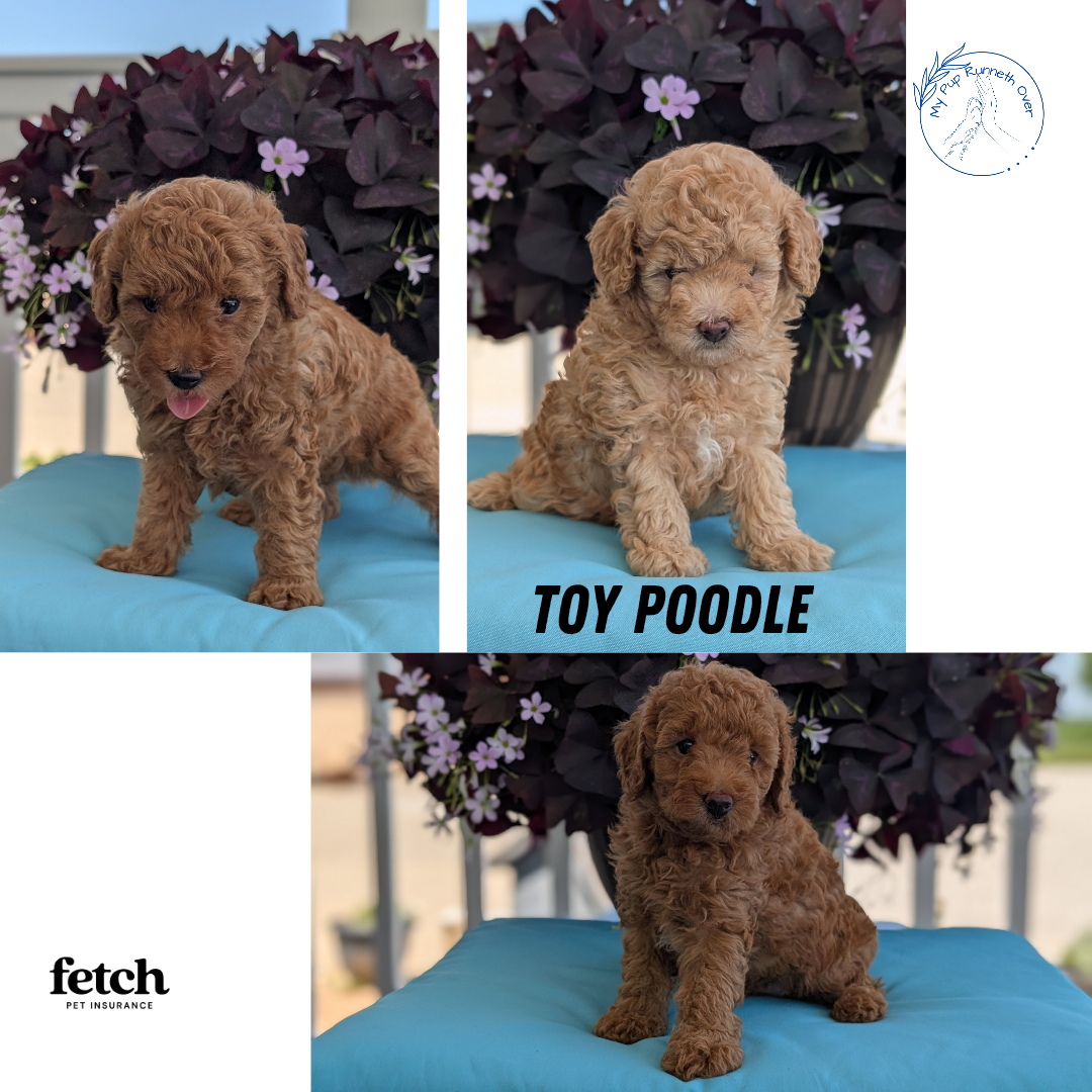TOY POODLE (MAY 26) MALES