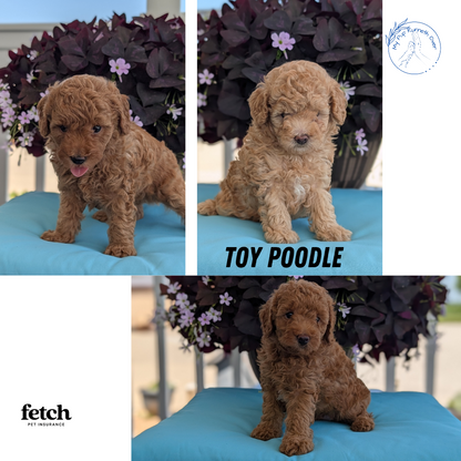 TOY POODLE (MAY 26) MALES