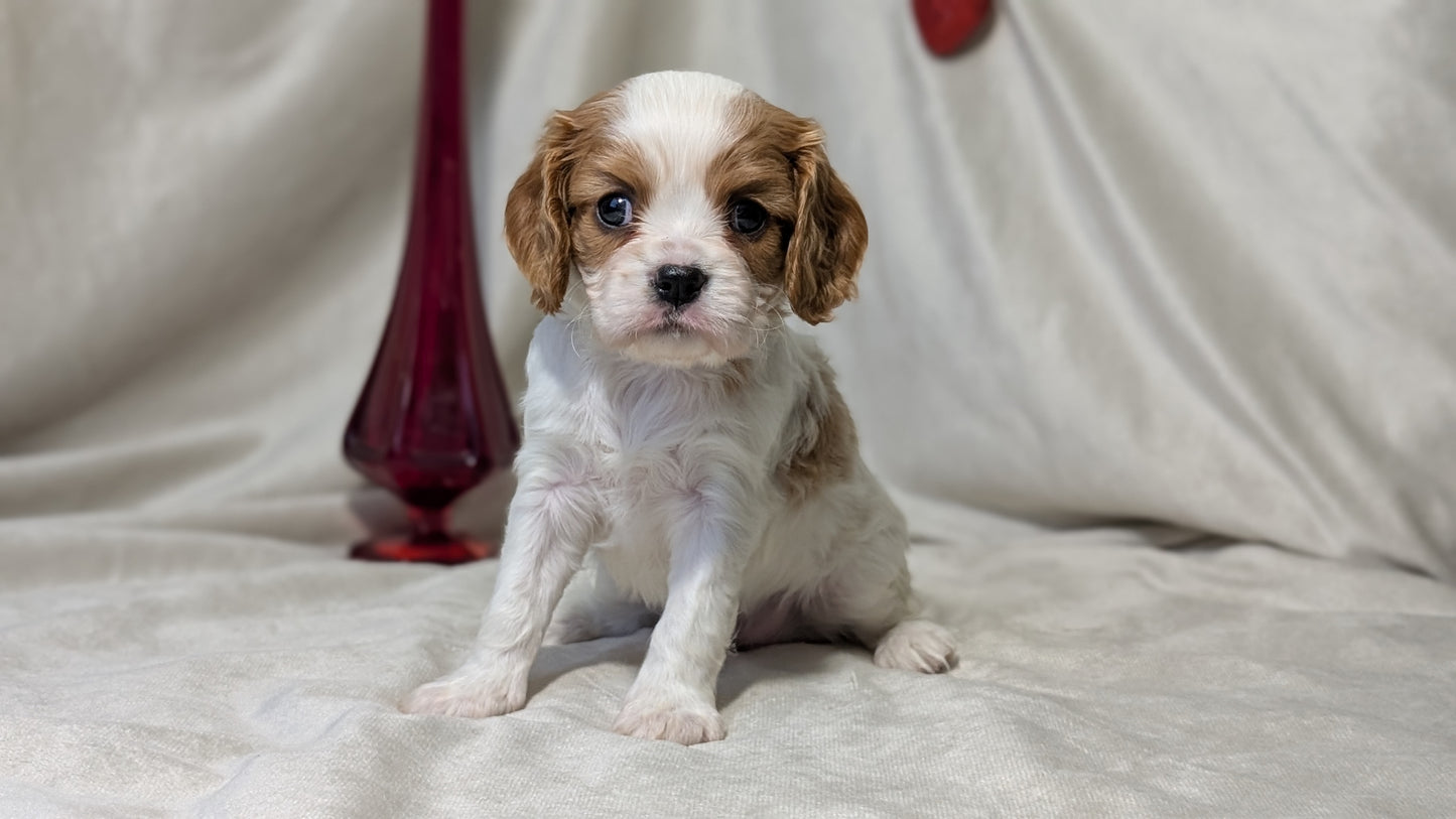 CAVALIER (DEC 03) MALES