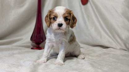 CAVALIER (DEC 03) MALES