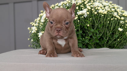 FRENCHTON (JUL 24) 1 FEMALE/1 MALE
