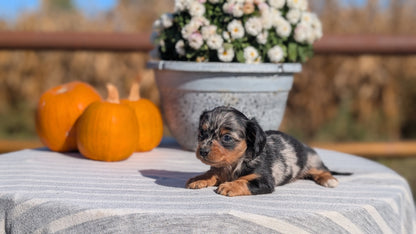 MINI DACHSHUND (09/01) FEMALE