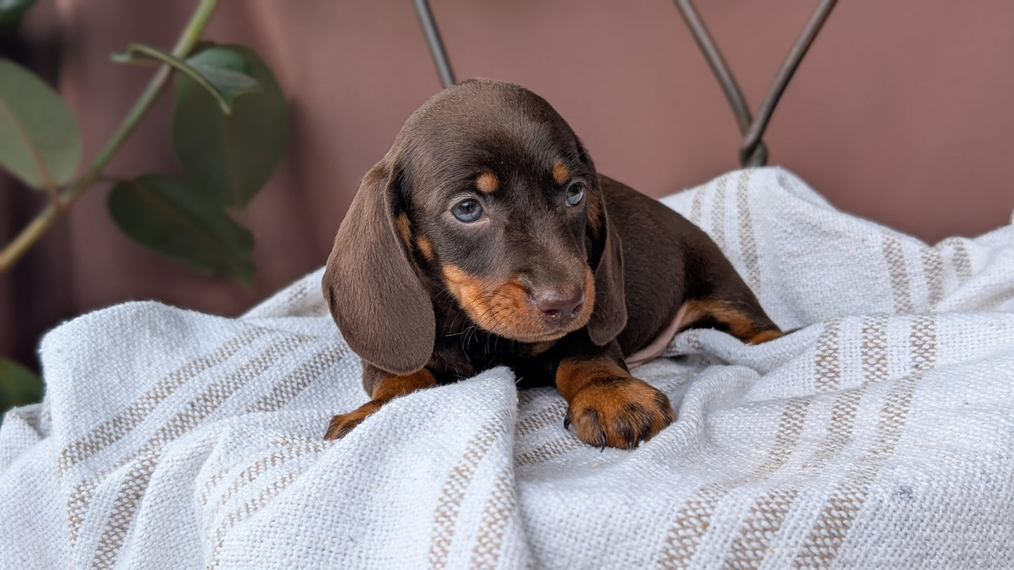 MINI DACHSHUND (MAY 26) MALE