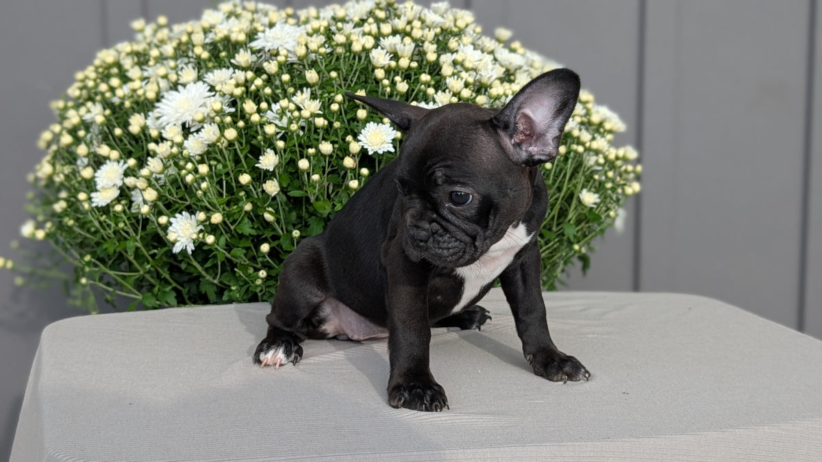 FRENCHTON (JUL 14) 2 MALES/1 FEMALE