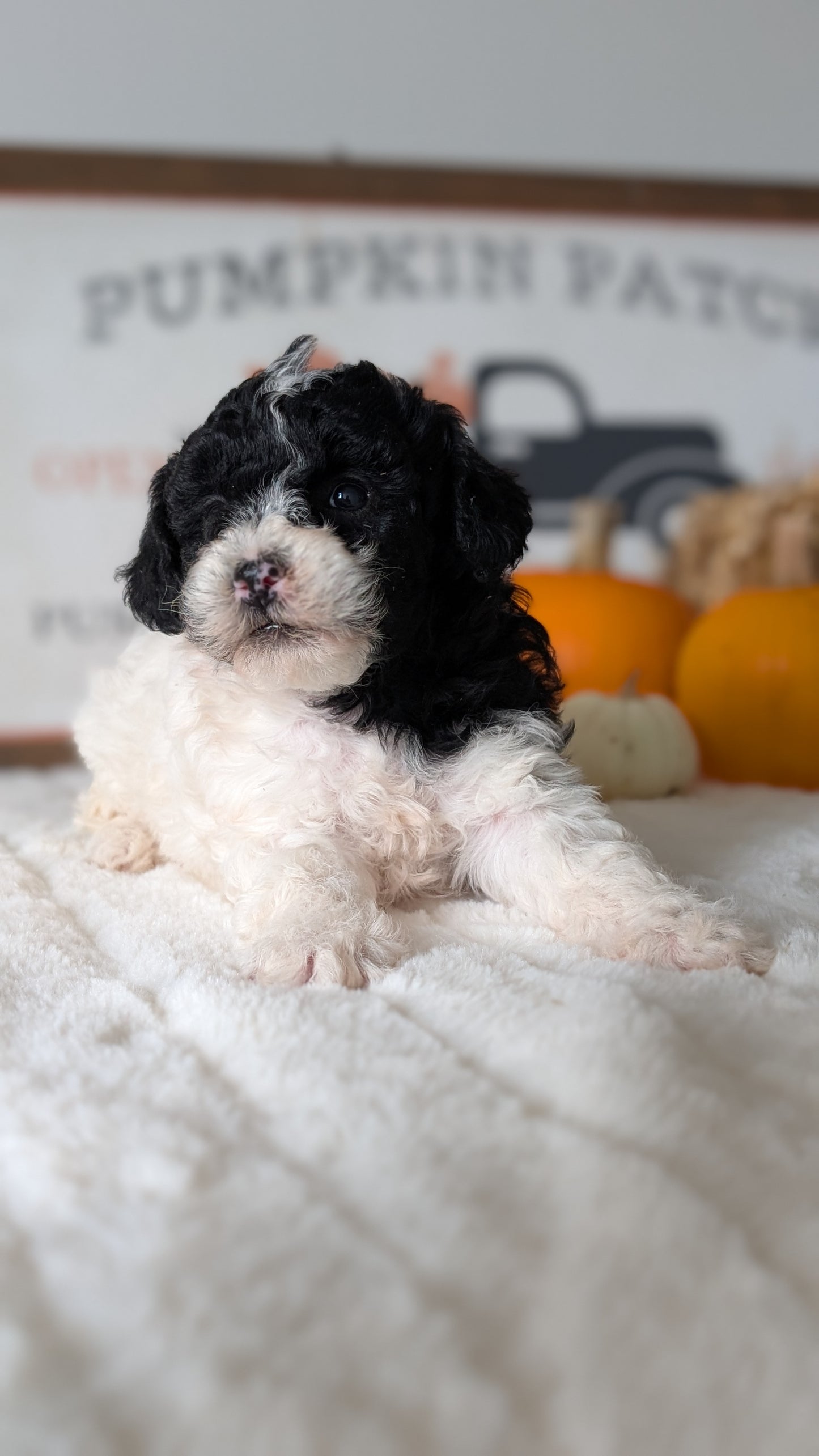 MINI POODLE (09/12) FEMALE