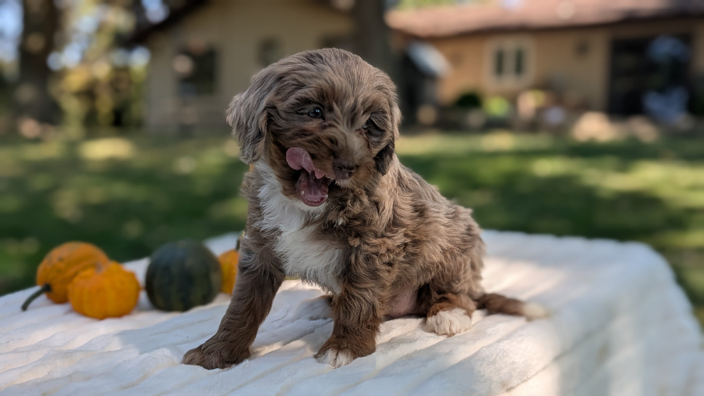 MINI BERNEDOODLE (07/25) FEMALE