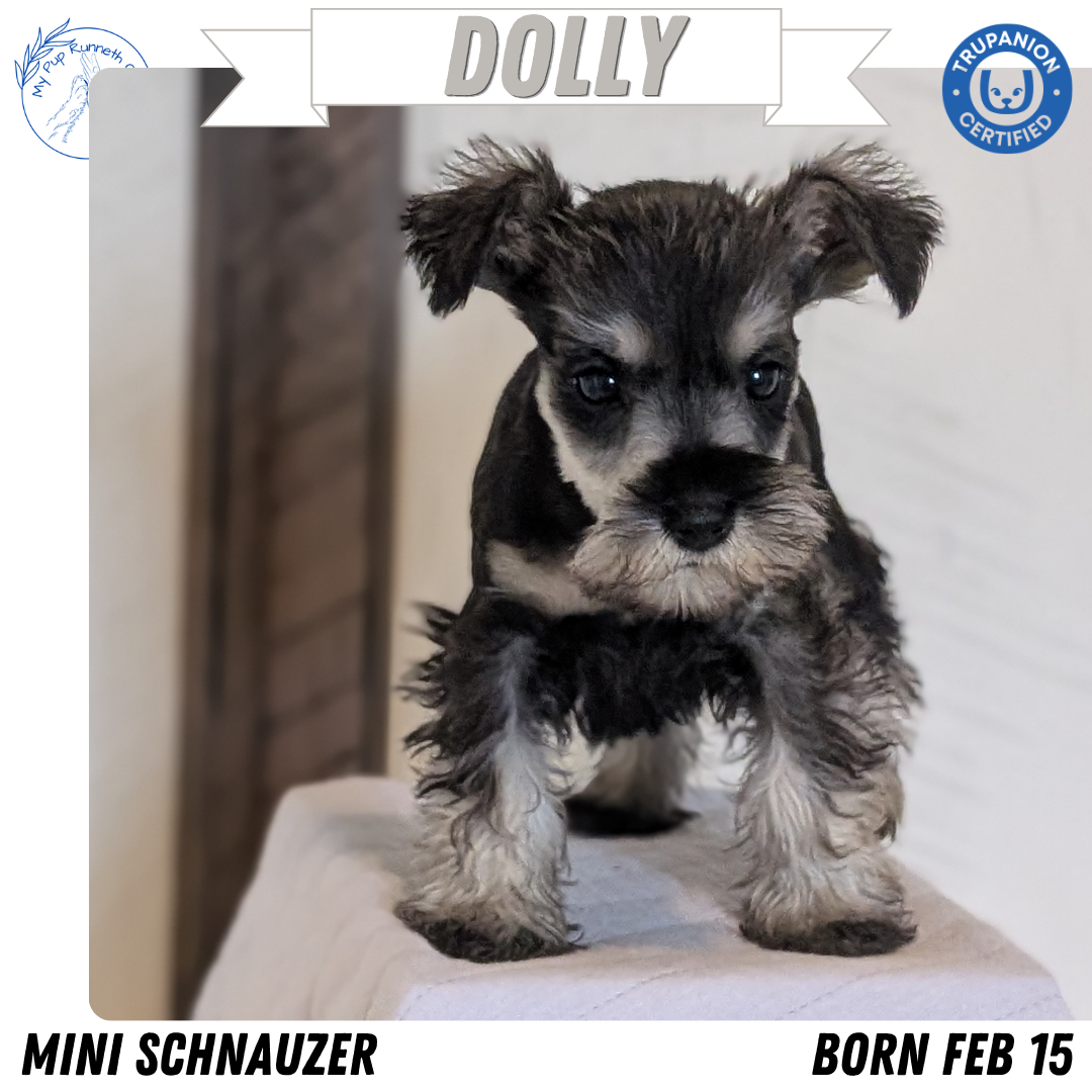MINI SCHNAUZER (FEB 15) FEMALES