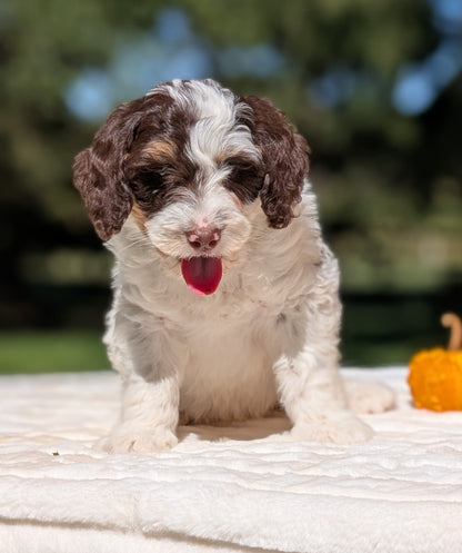 MINI BERNEDOODLE (07/25) MALE