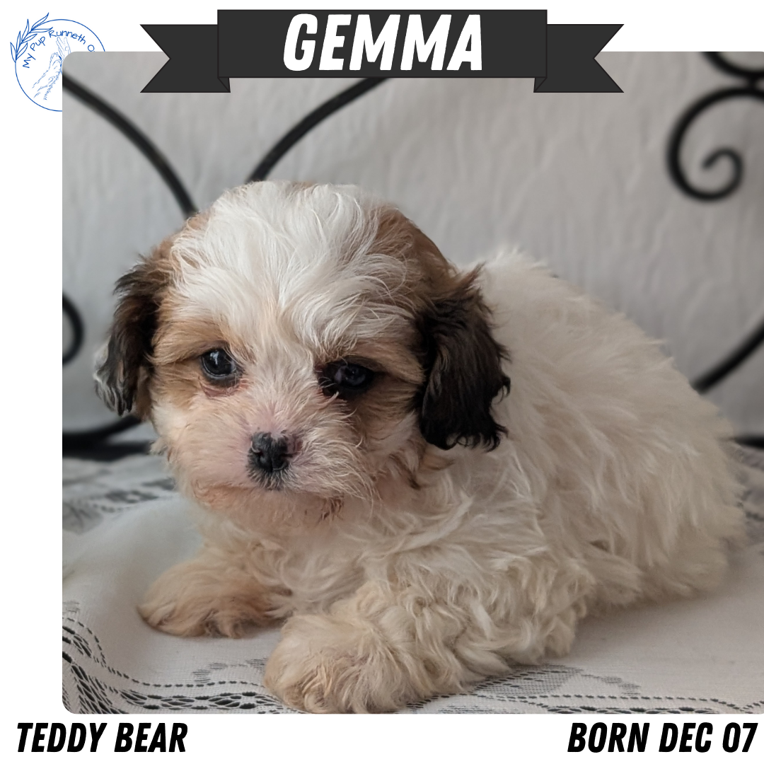 TEDDY BEAR (DEC 07) FEMALE