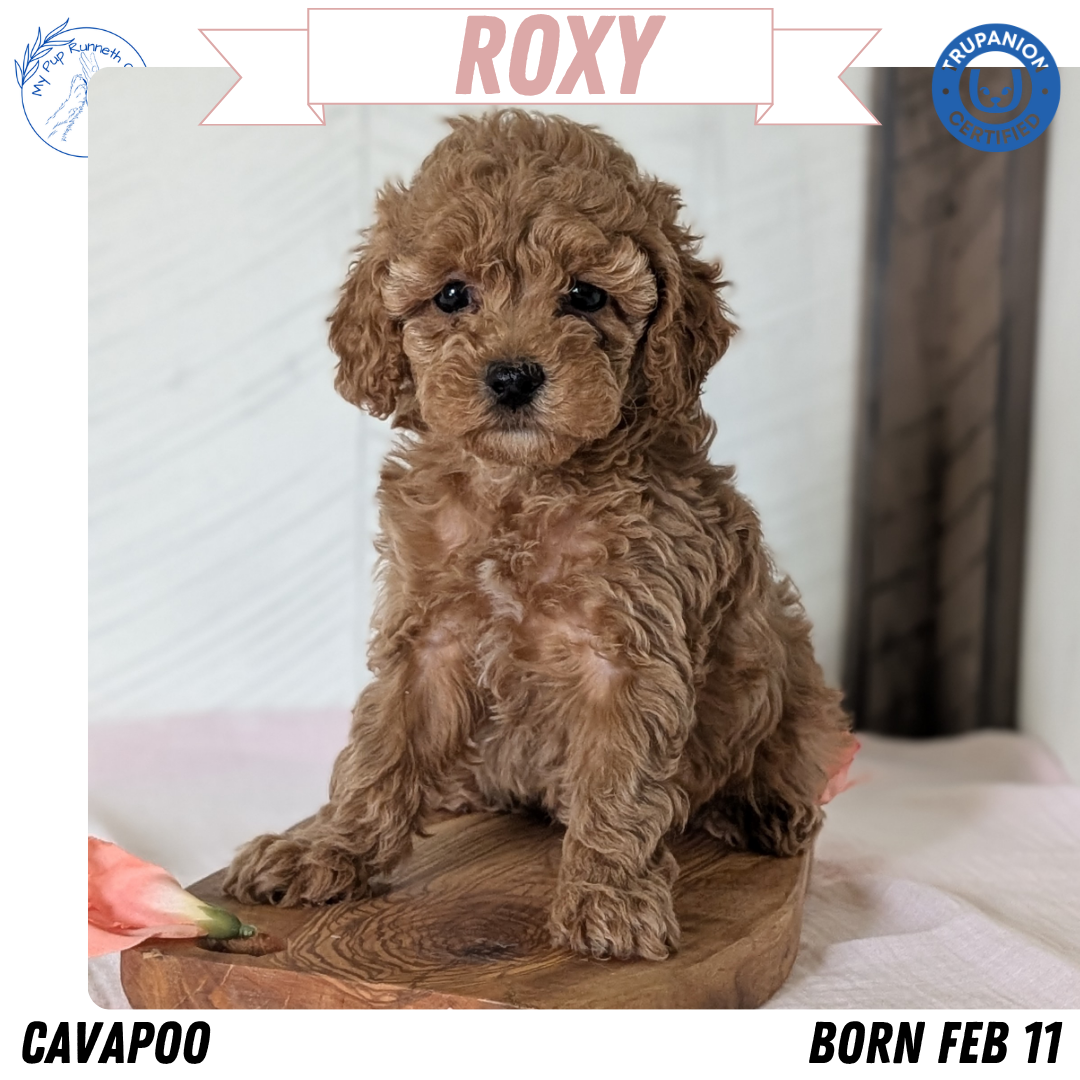 CAVAPOO (FEB 11) FEMALES