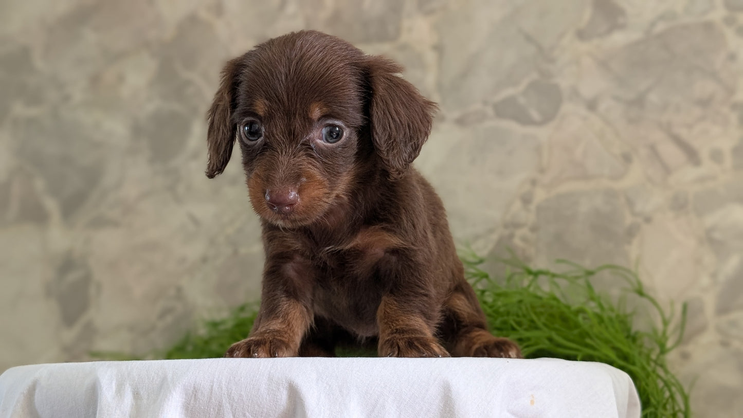 MINI DACHSHUND (APR 29) FEMALES