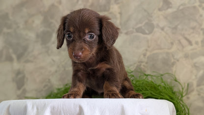 MINI DACHSHUND (APR 29) FEMALES