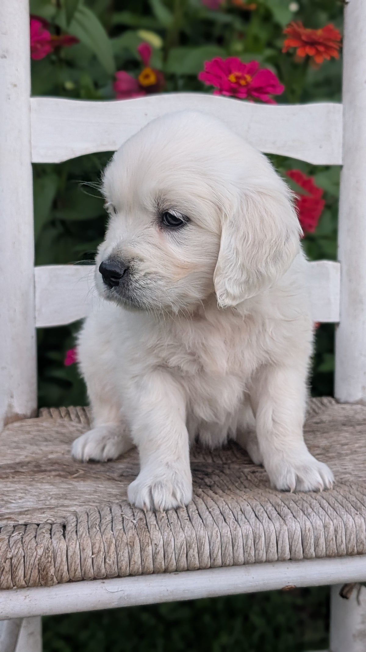 ENGLISH CREAM RETRIEVER (AUG 19) 3 MALES/4 FEMALES