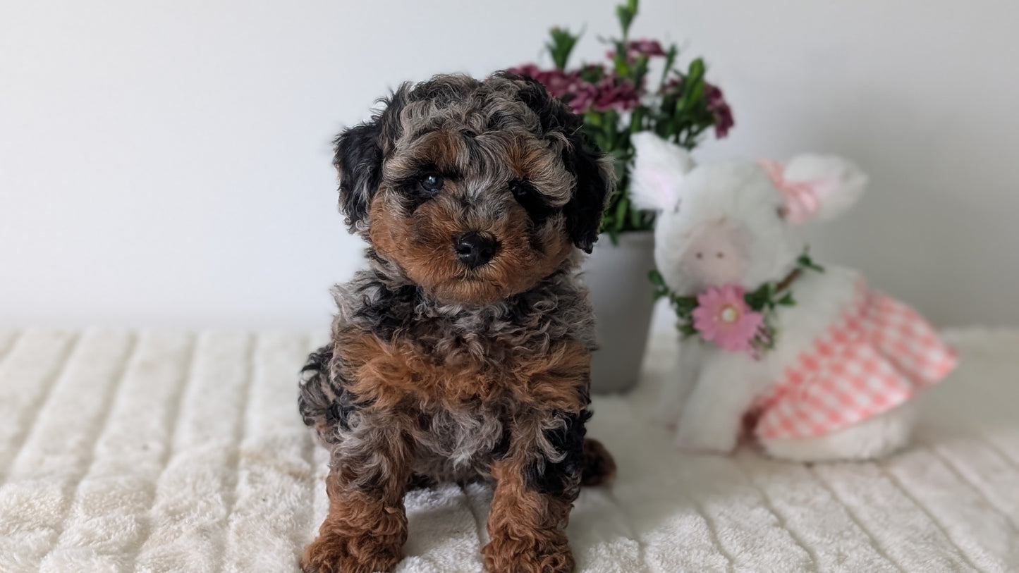 MINI POODLE (MAR 11) MALE