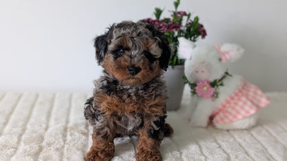 MINI POODLE (MAR 11) MALE