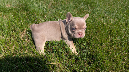 FRENCH BULLDOG (06/27) FEMALE