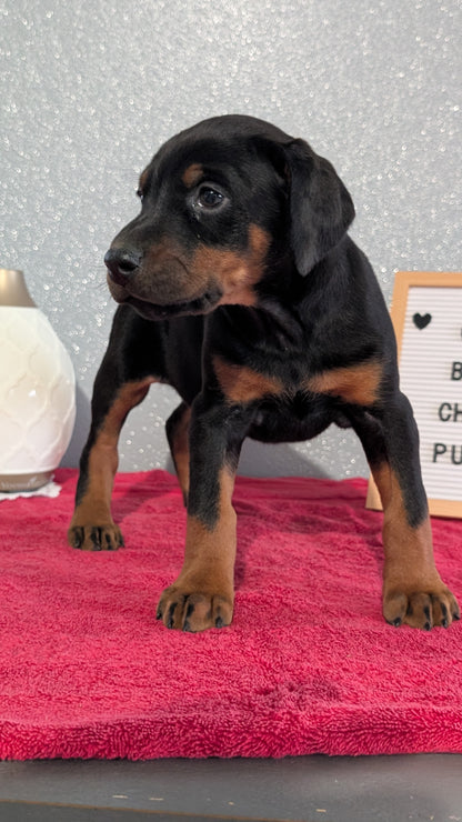 DOBERMAN PINSCHER (OCT 17) FEMALES