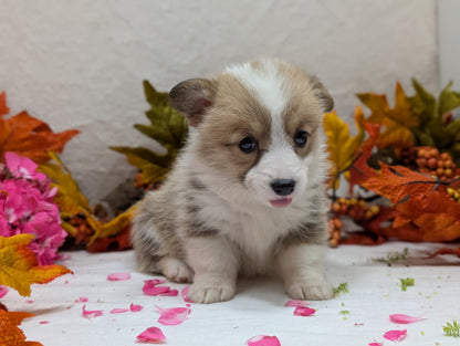 CORGI (09/17) FEMALE