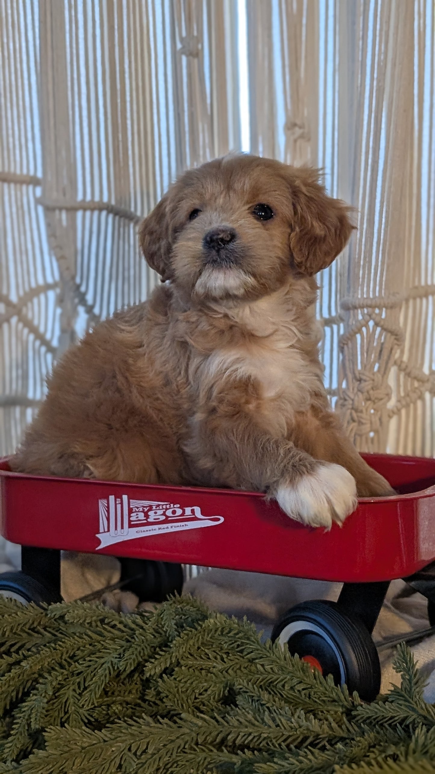 CAVAPOO (NOV 17) MALES
