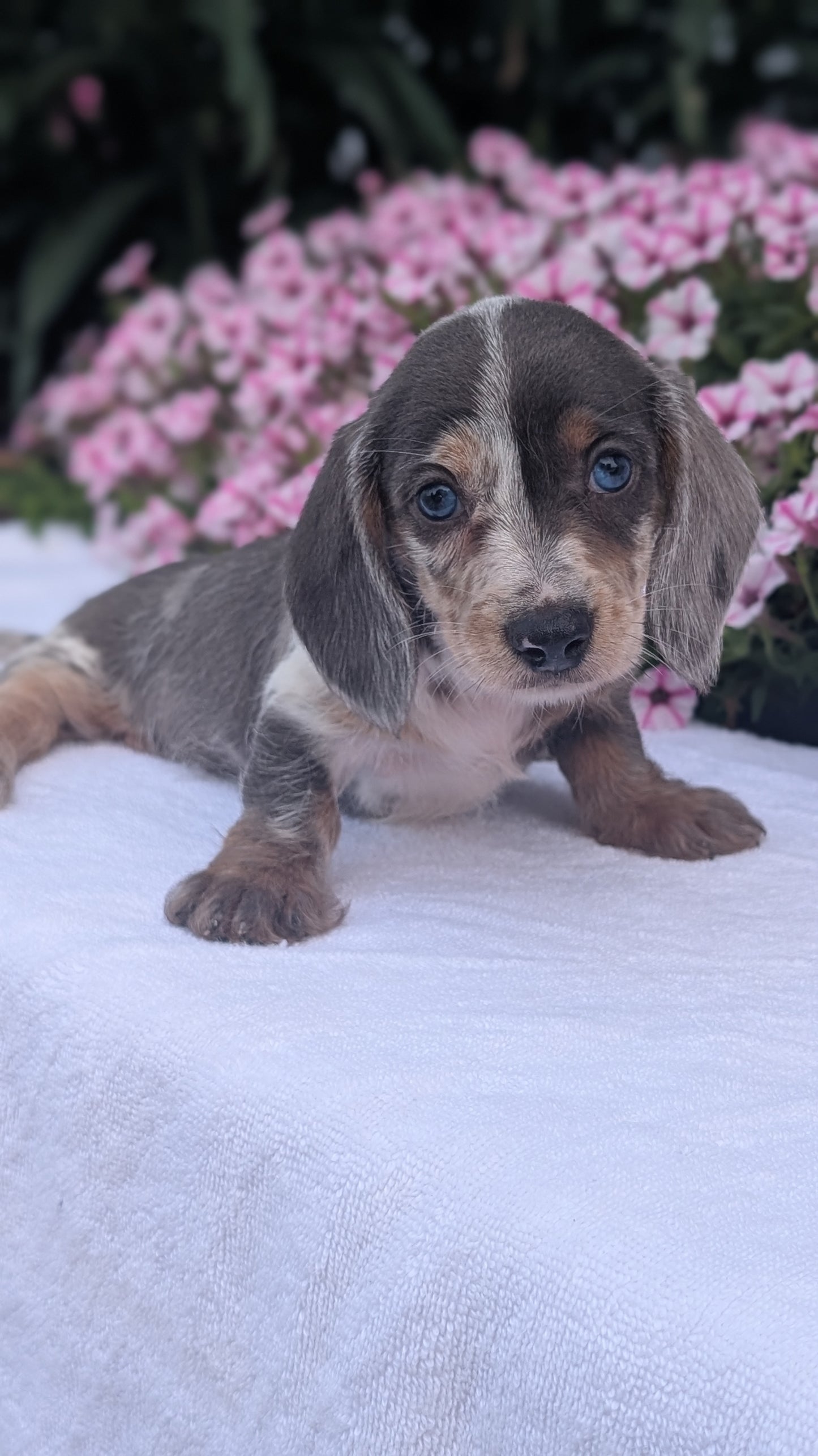 MINI DACHSHUND (JUN 04) FEMALES