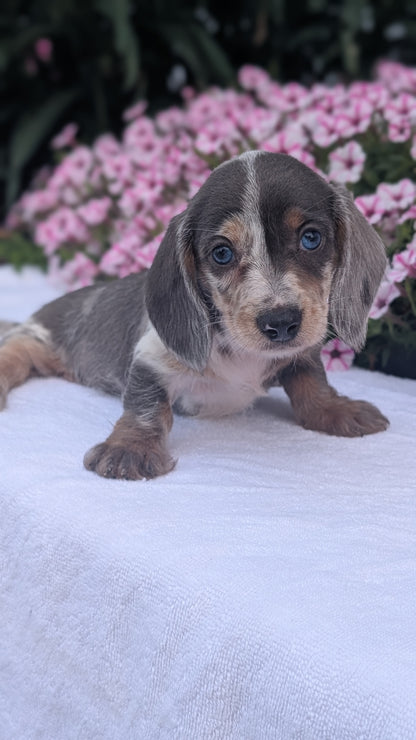 MINI DACHSHUND (JUN 04) FEMALES