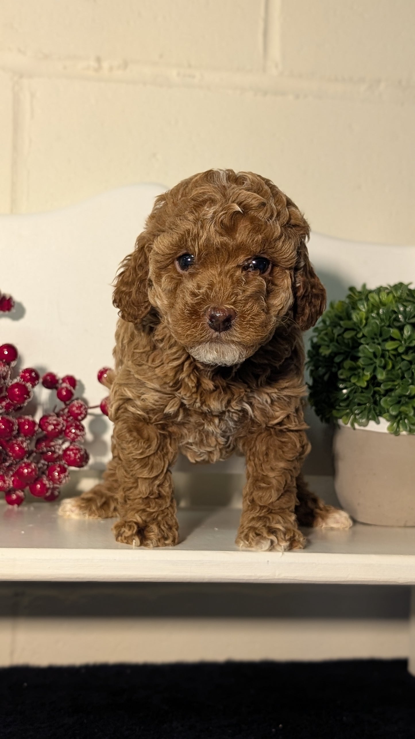 MINI POODLE (NOV 18) FEMALES