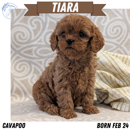 CAVAPOO (FEB 24) FEMALE