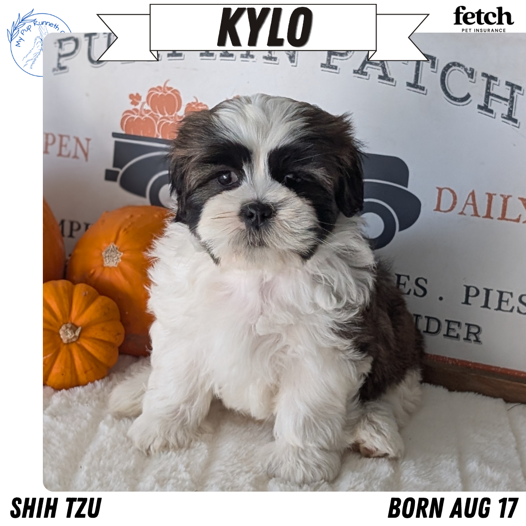 SHIH TZU (AUG 17) 2 FEMALES/3 MALES
