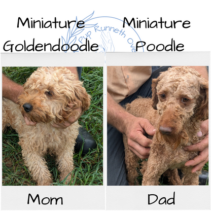 MINI GOLDENDOODLE (07/30) FEMALE
