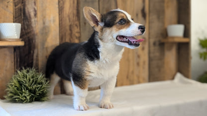 CORGI (JAN 09) FEMALE