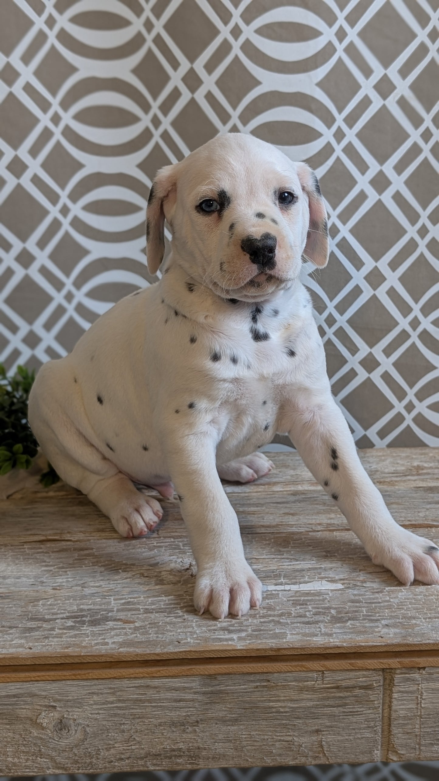 DALMATIAN (FEB 06) MALES