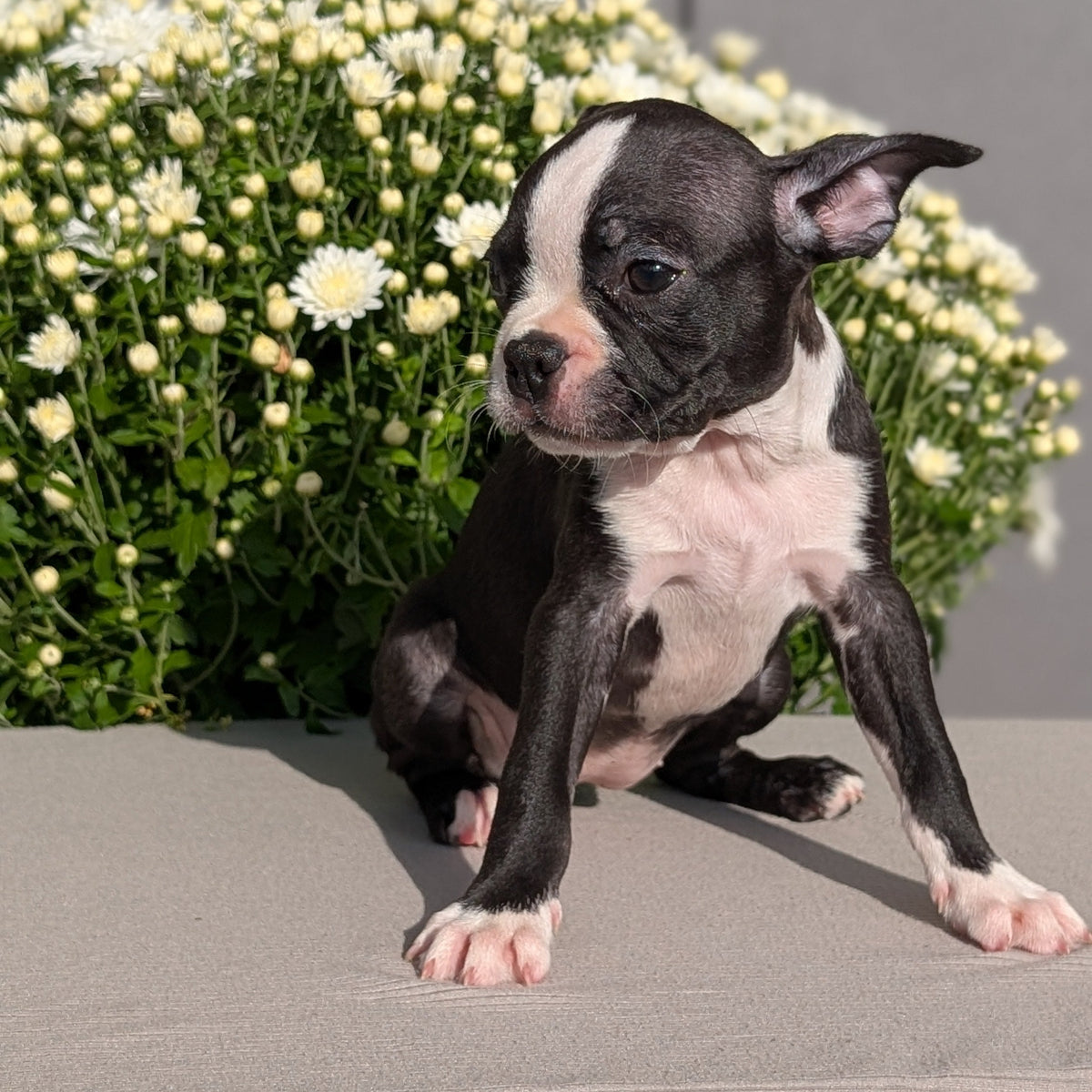 BOSTON TERRIER (JUL 11) 4 FEMALES/4 MALES