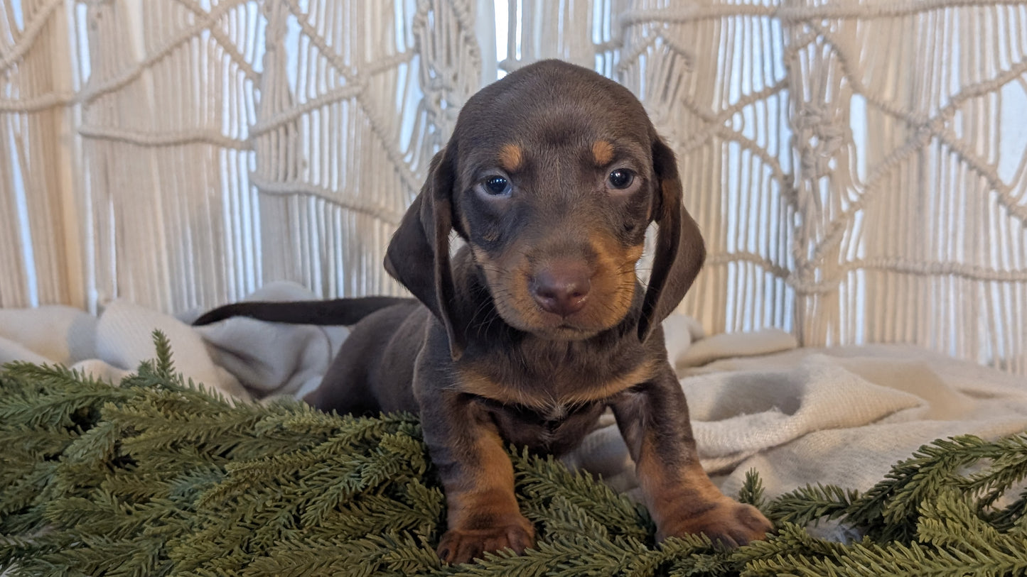 MINI DACHSHUND (NOV 16) MALES