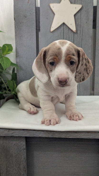 MINI DACHSHUND (MAR 23) MALES