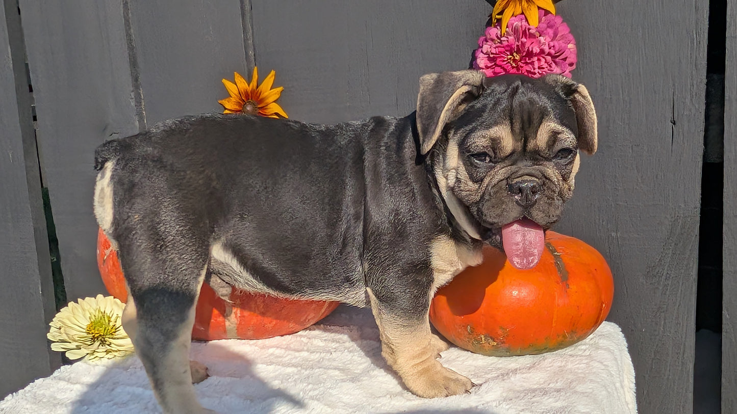 FRENCH BULLDOG (07/08) MALE