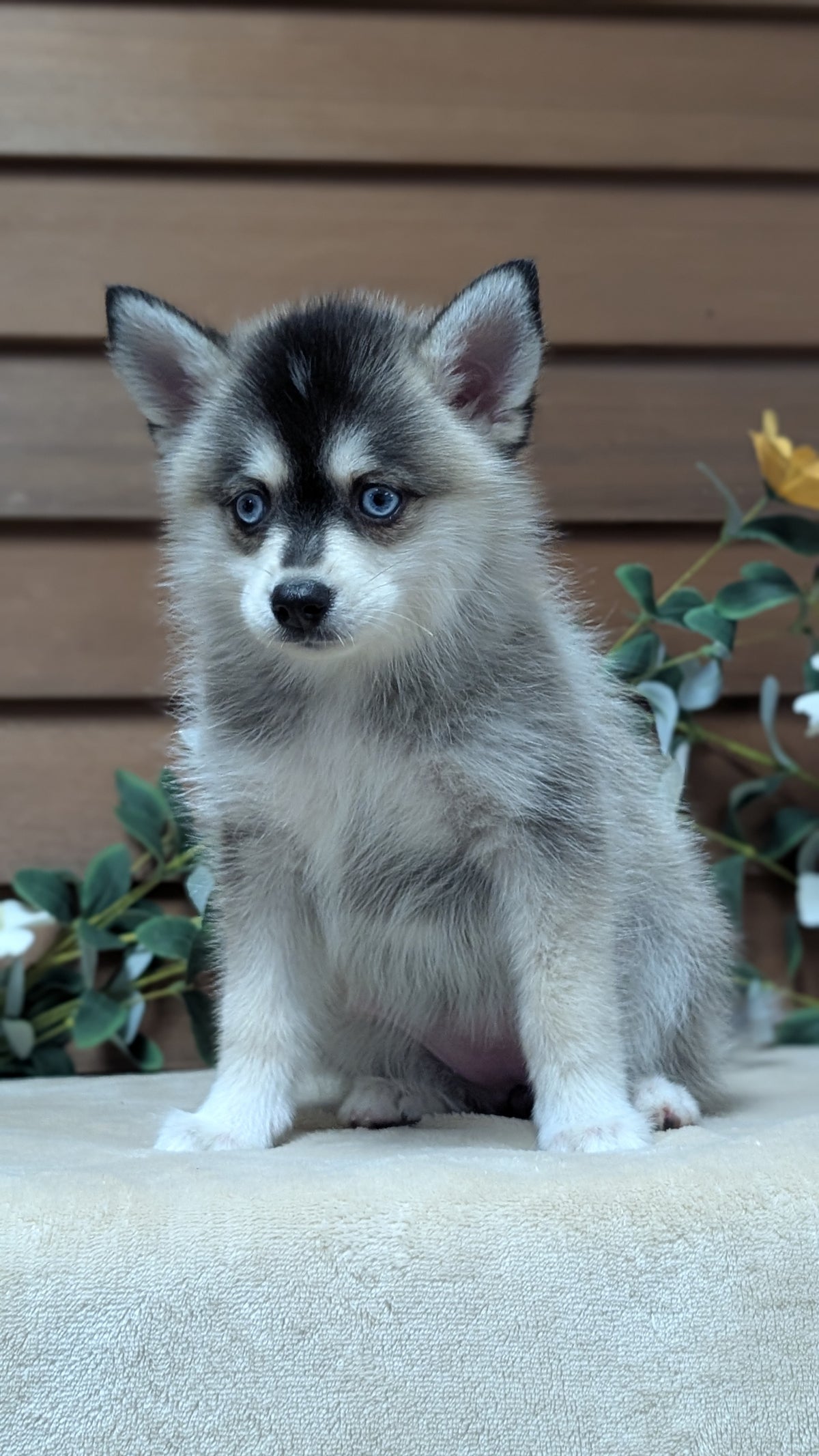 POMSKY (JUL 03) 1 MALE/3 FEMALES