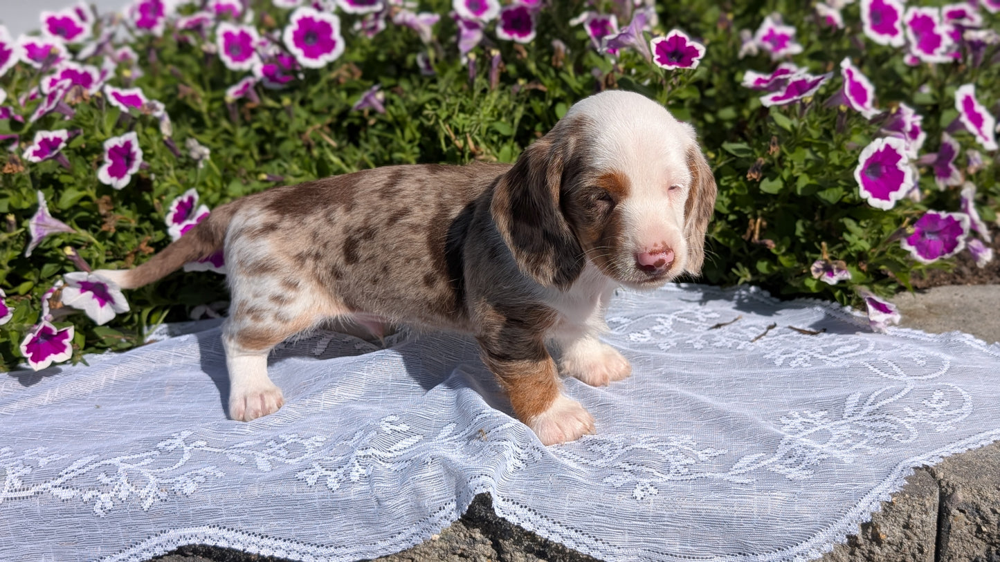 MINI DACHSHUND (08/19) MALE