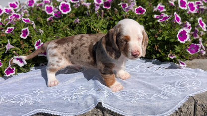 MINI DACHSHUND (08/19) MALE