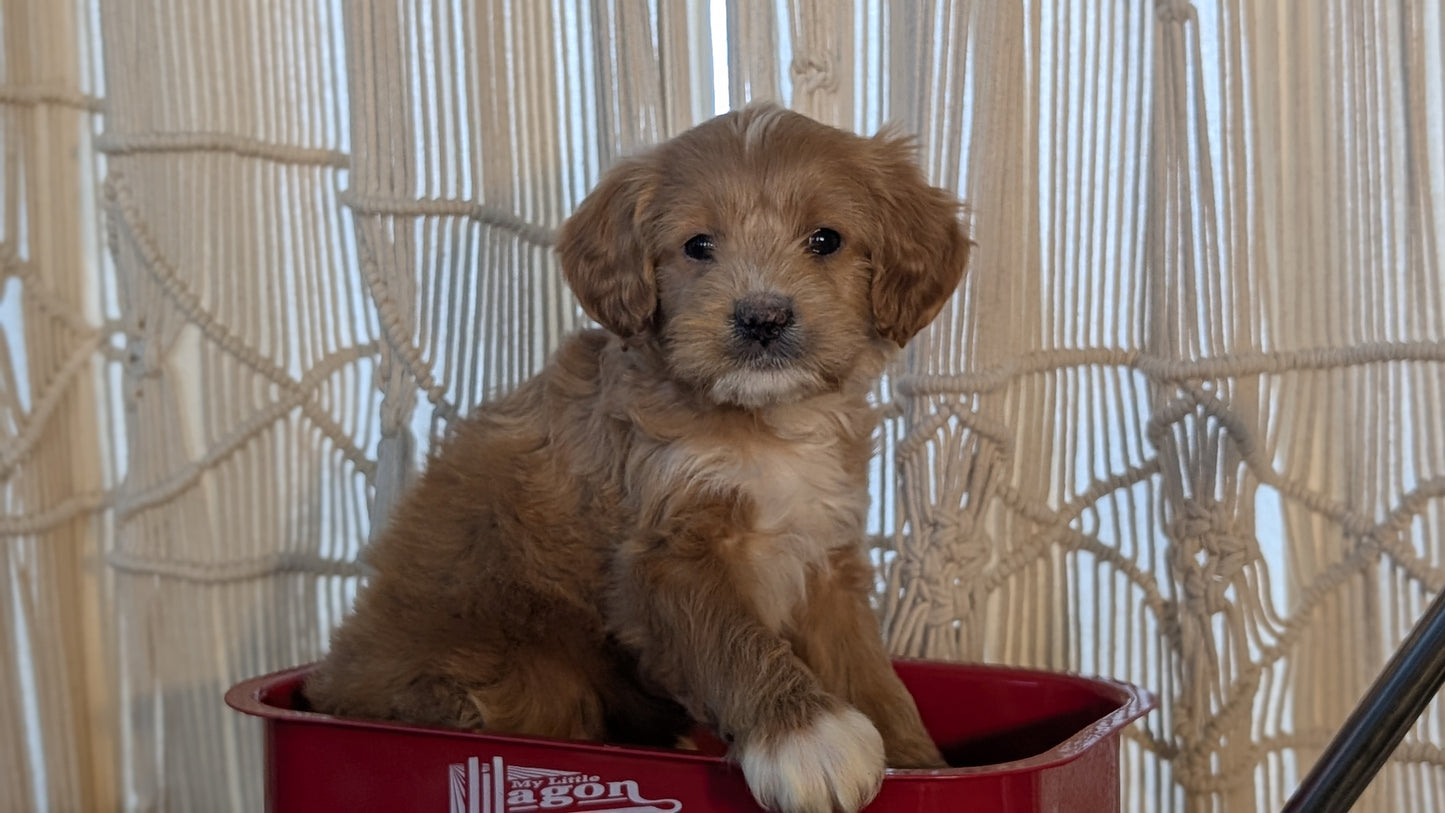 CAVAPOO (NOV 17) MALES