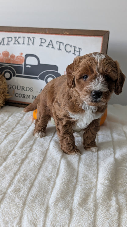 MINI GOLDENDOODLE (09/21) MALE
