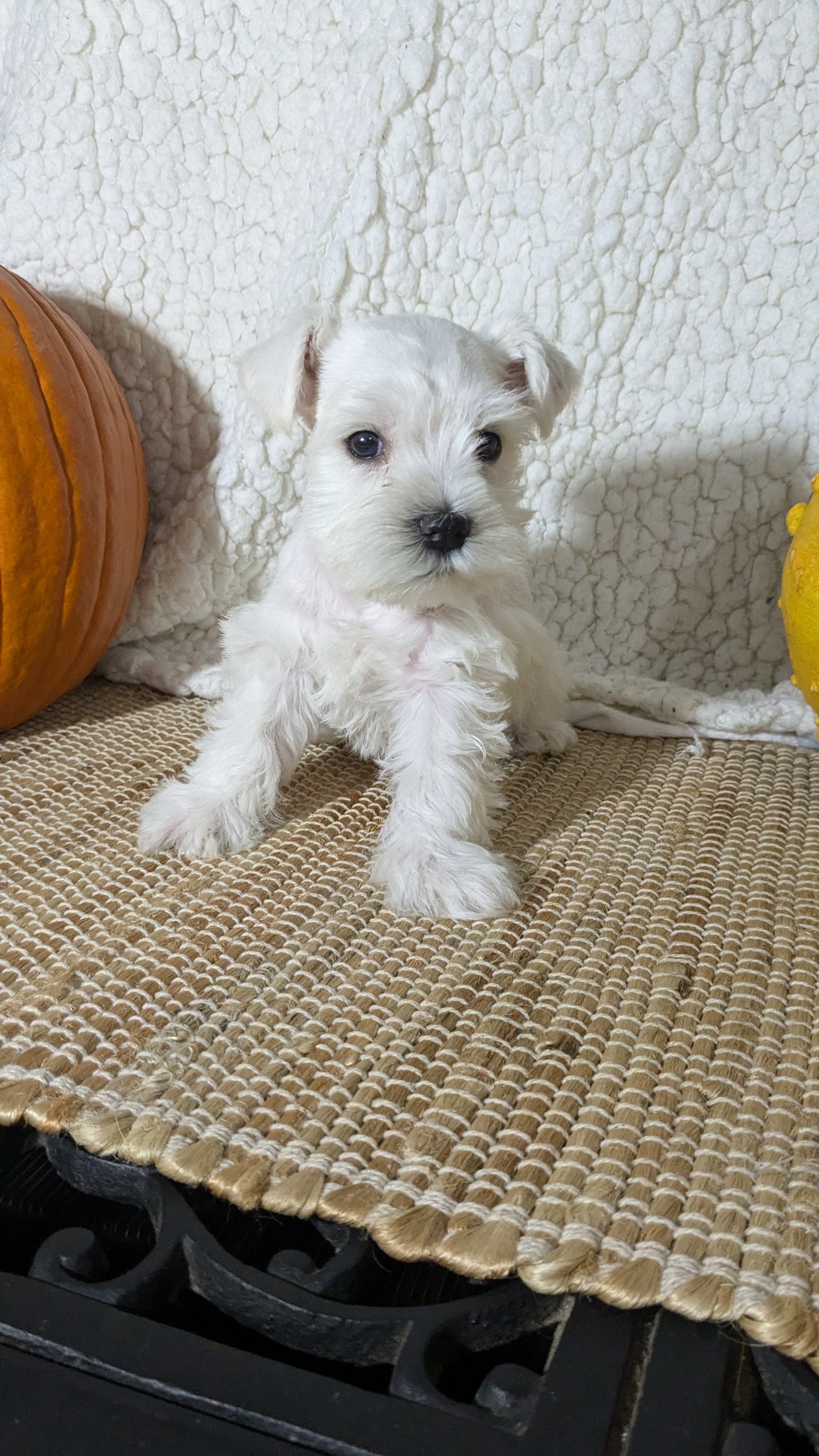 MINI SCHNAUZER (09/23) FEMALE