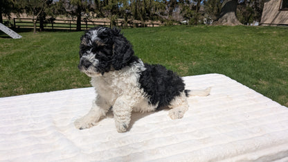 MINI BERNEDOODLE (02/09) MALE