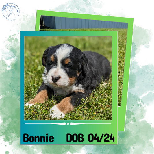 BERNESE MOUNTAIN DOG (04/24) FEMALE