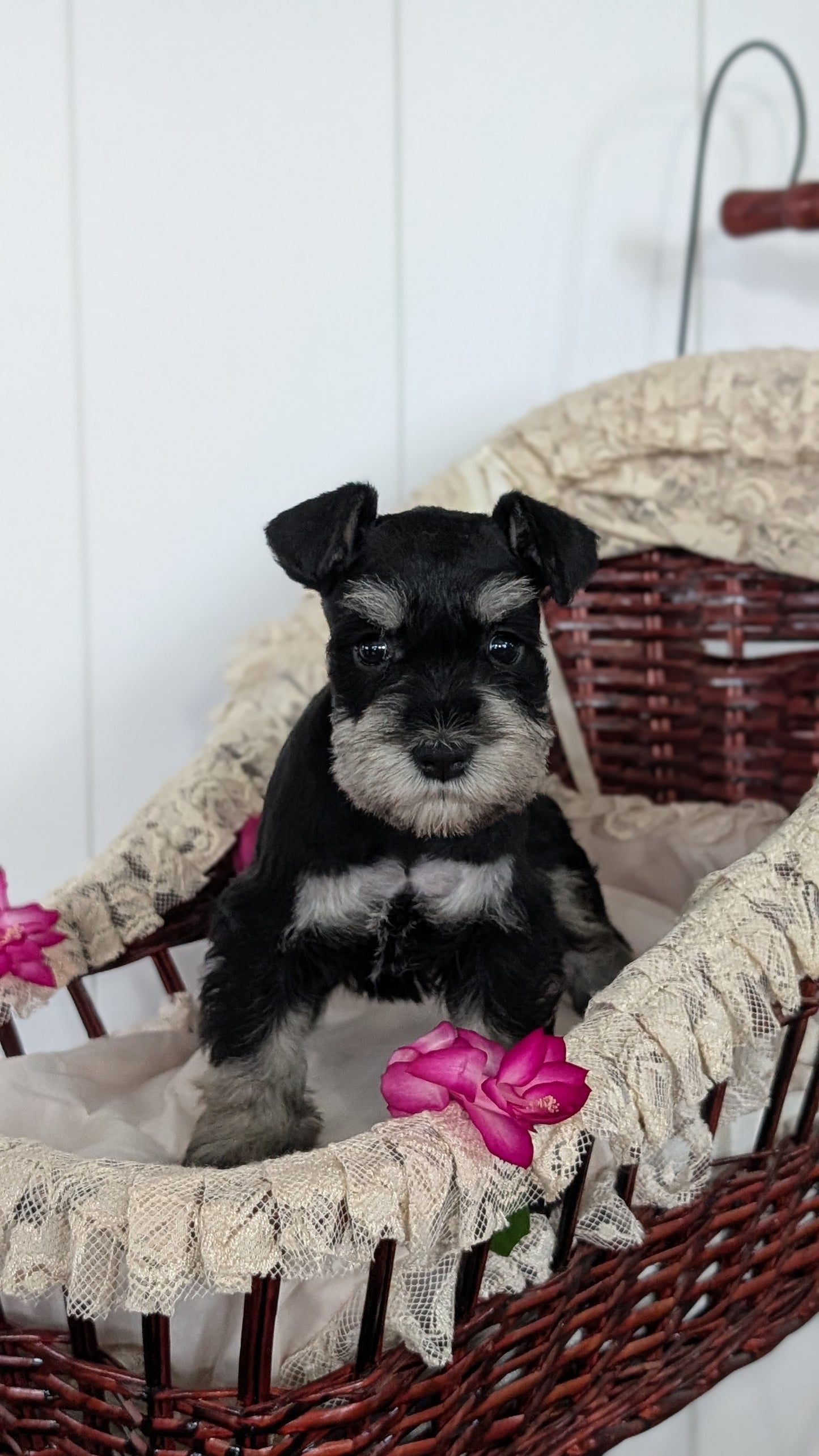 MINI SCHNAUZER (JAN 10) FEMALES