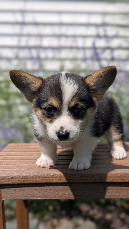 CORGI (JUN 08) FEMALES