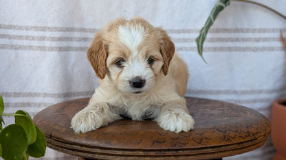 CAVAPOO (MAY 23) FEMALES
